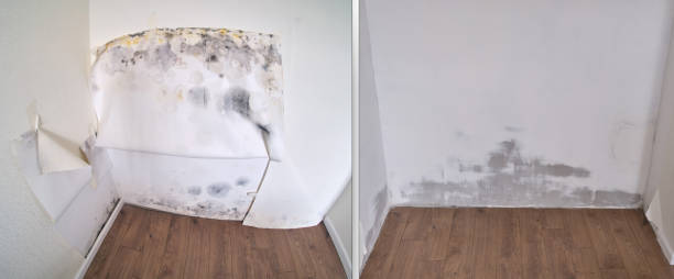 Best Attic Mold Removal  in Louisville, CO